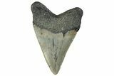 Serrated, Fossil Megalodon Tooth - North Carolina #295103-1